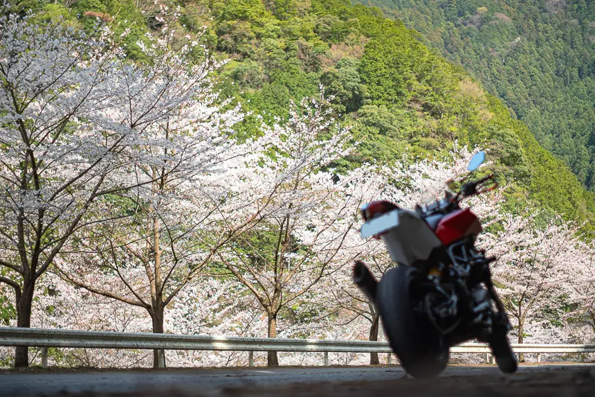 吉野川の桜並木とNUDA900R