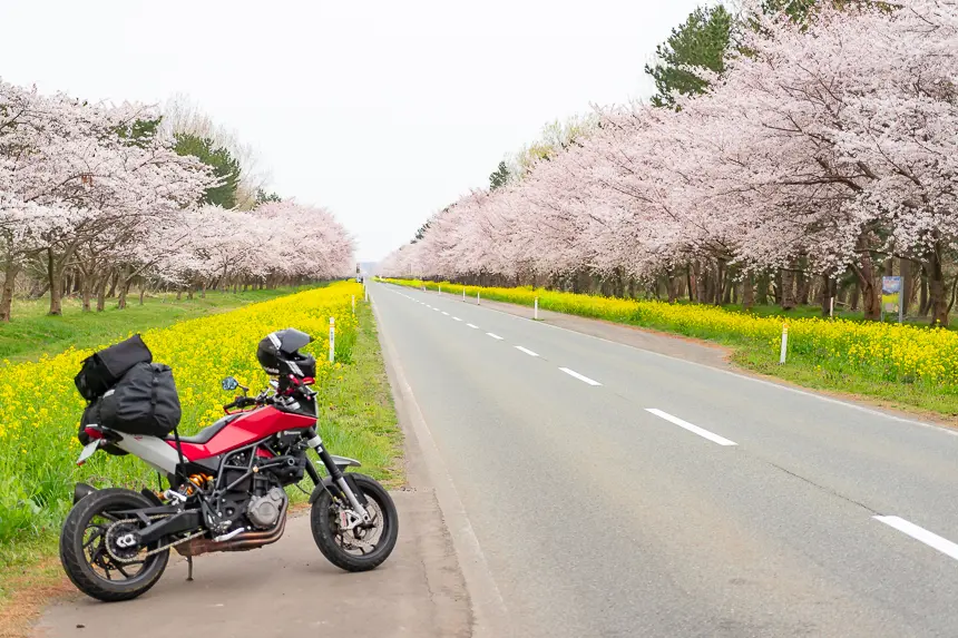 桜並木と菜の花ロードのNUDA900R