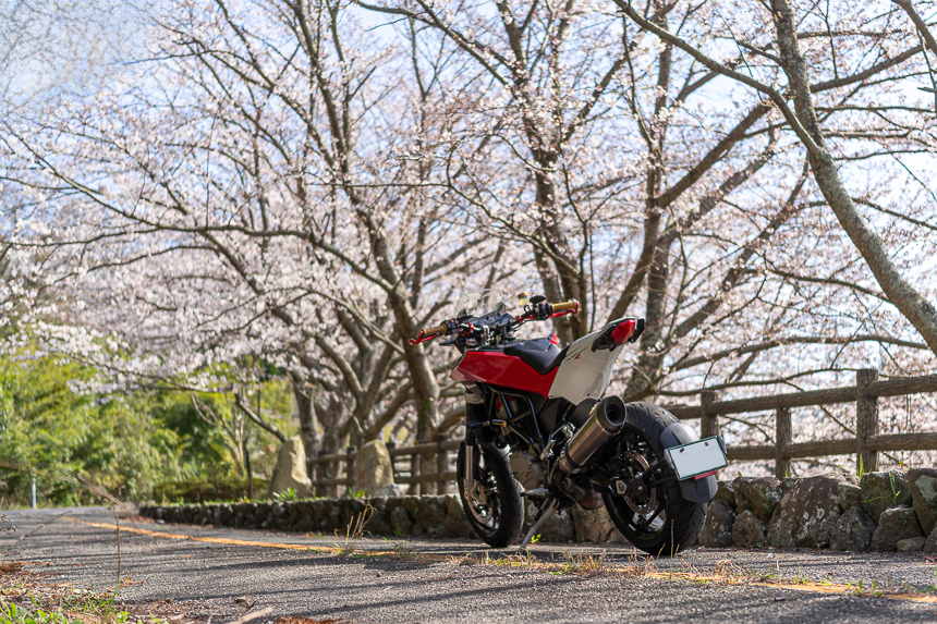 馬越の桜並木とNUDA900R