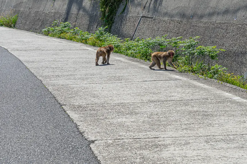 南淡路水仙ラインの気ままなおサルさん