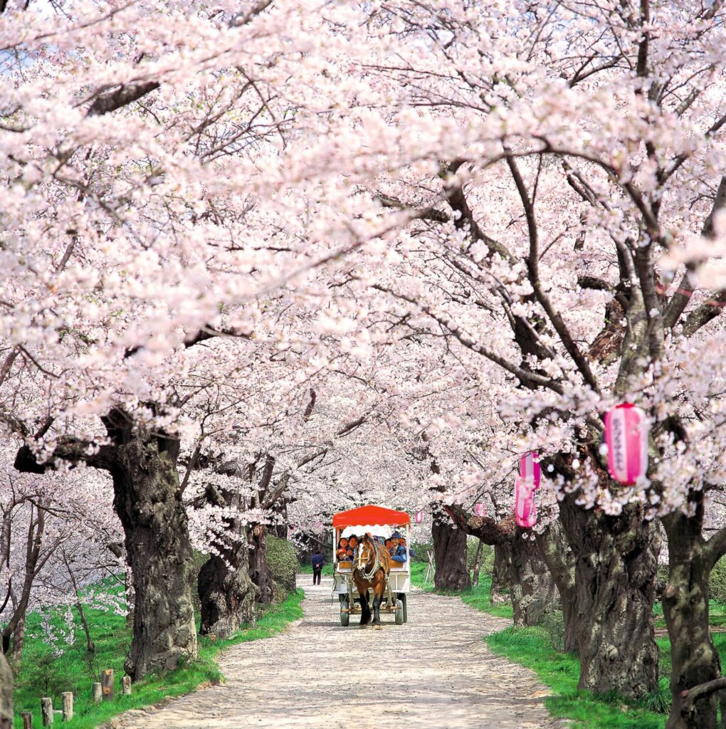 桜のトンネルを通る馬車