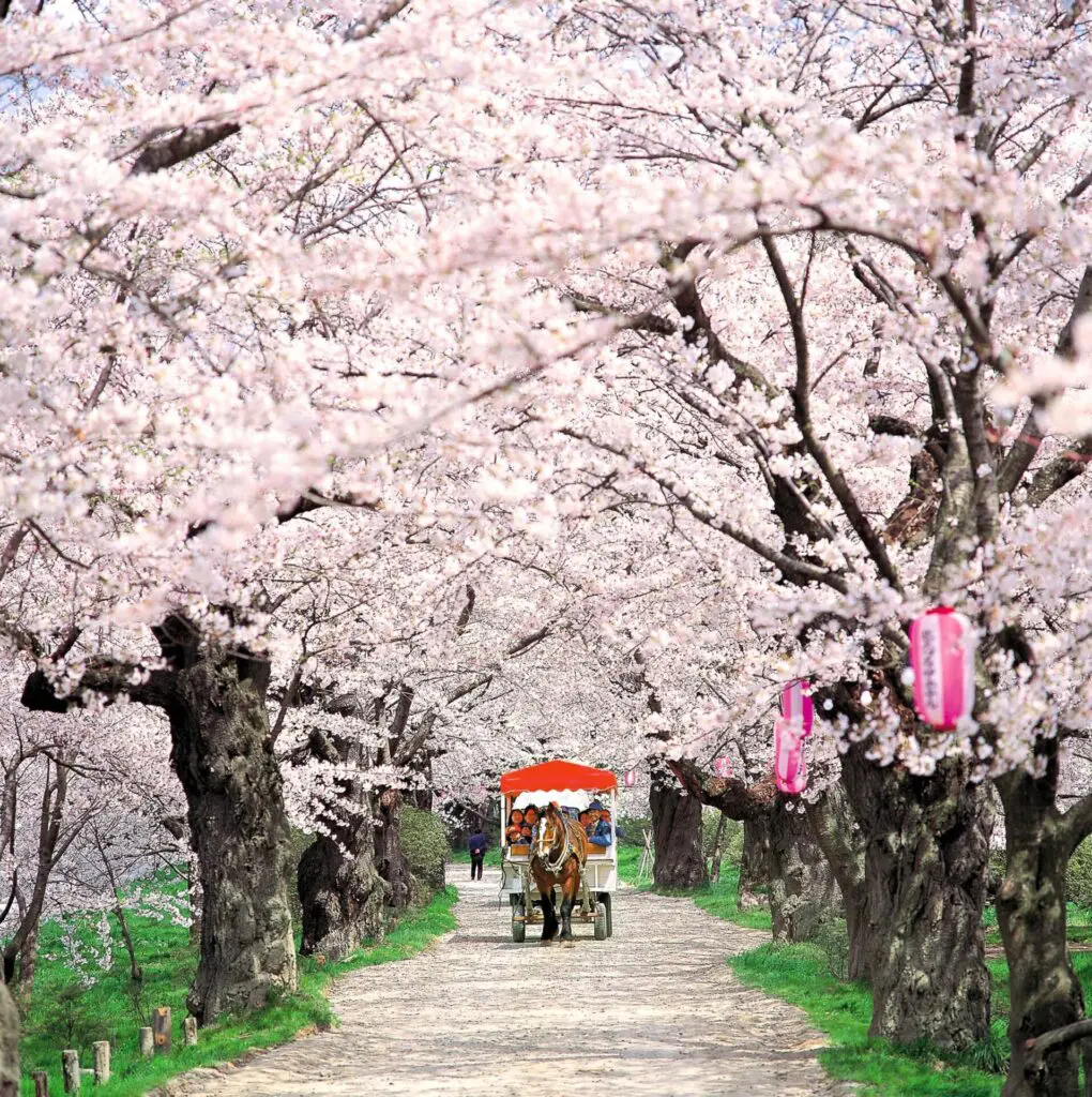 桜のトンネルを通る馬車