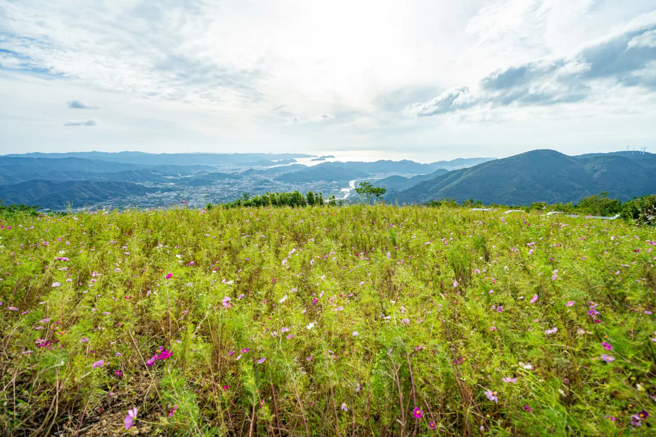 天空の花畑と呼ばれる鷲ヶ峰コスモスパーク