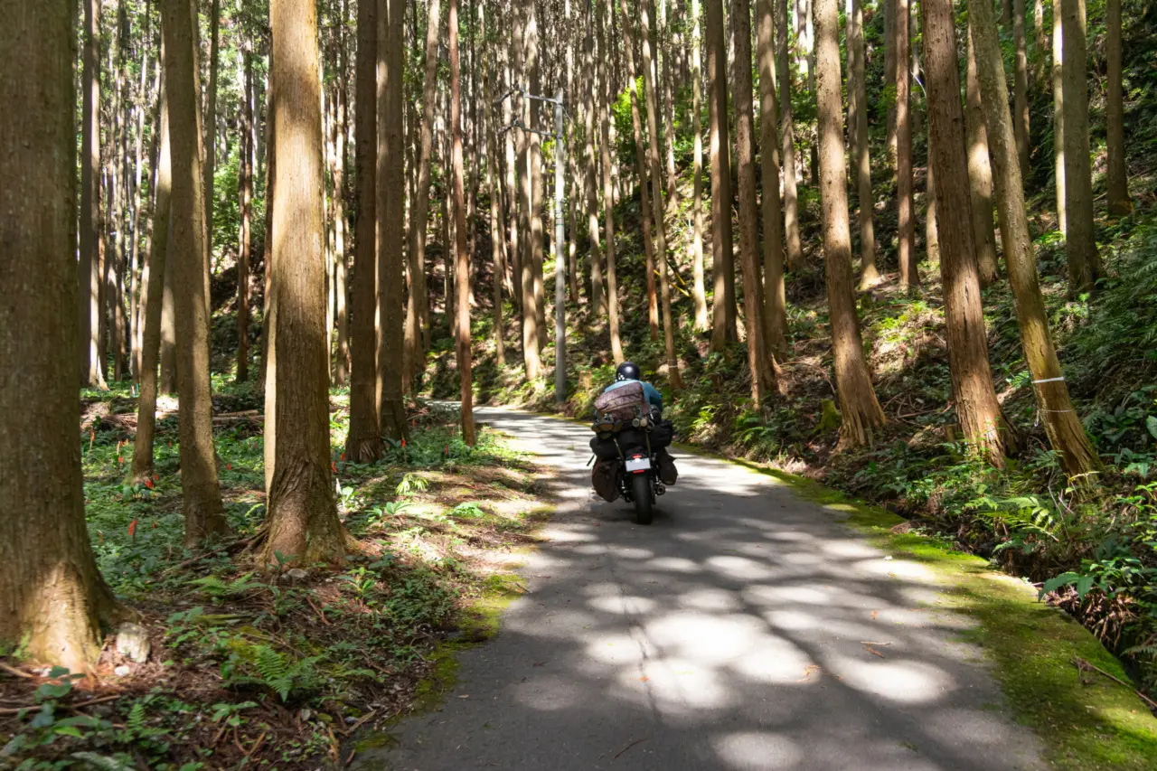 木漏れ日の中を走るXL883R