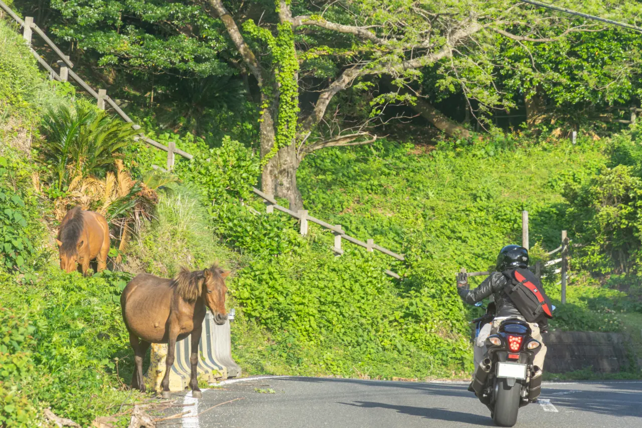 都井岬で野生馬にあいさつするバイク乗り