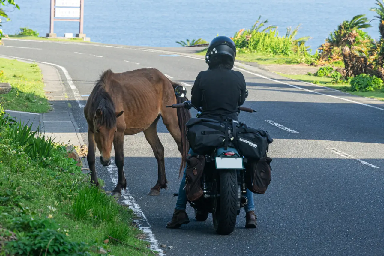 カゲ美の前に野生馬が現れた