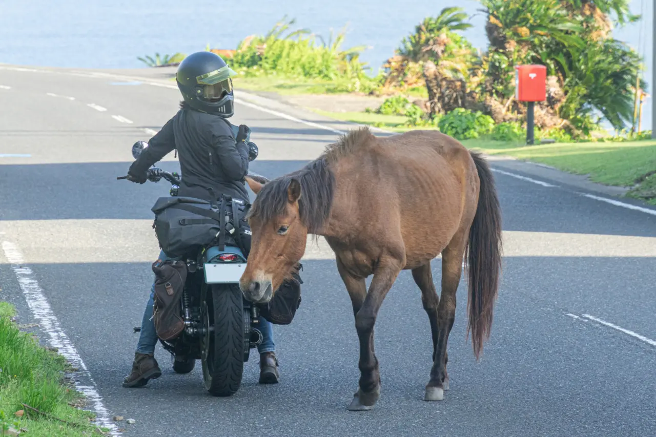 野生馬は逃げ出した