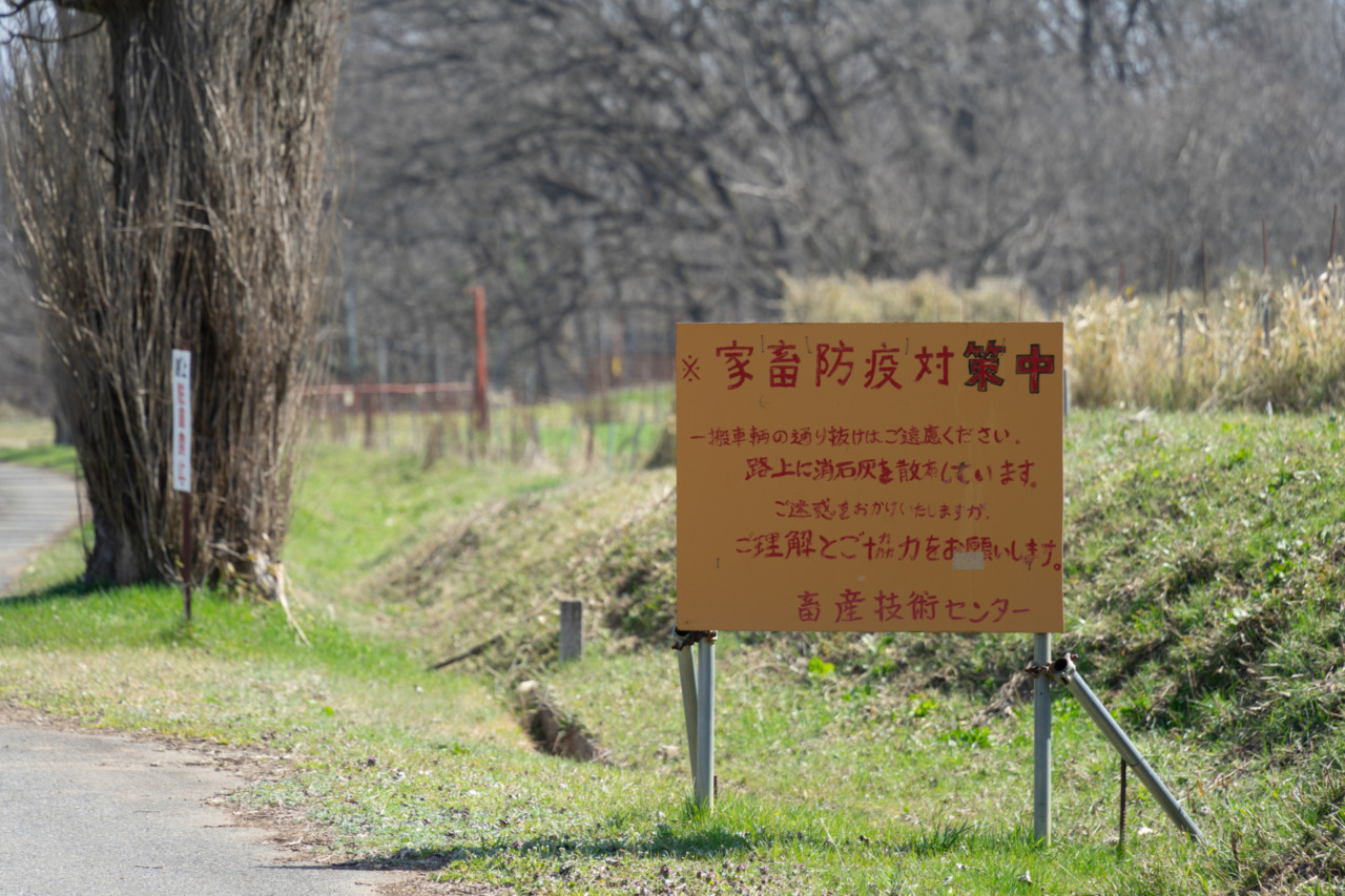 ポプラ並木は通り抜け禁止中