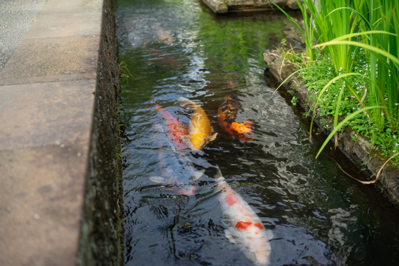 水路を泳ぐ鯉