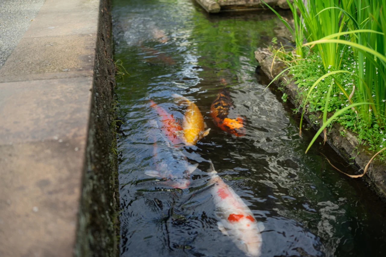 水路を泳ぐ鯉
