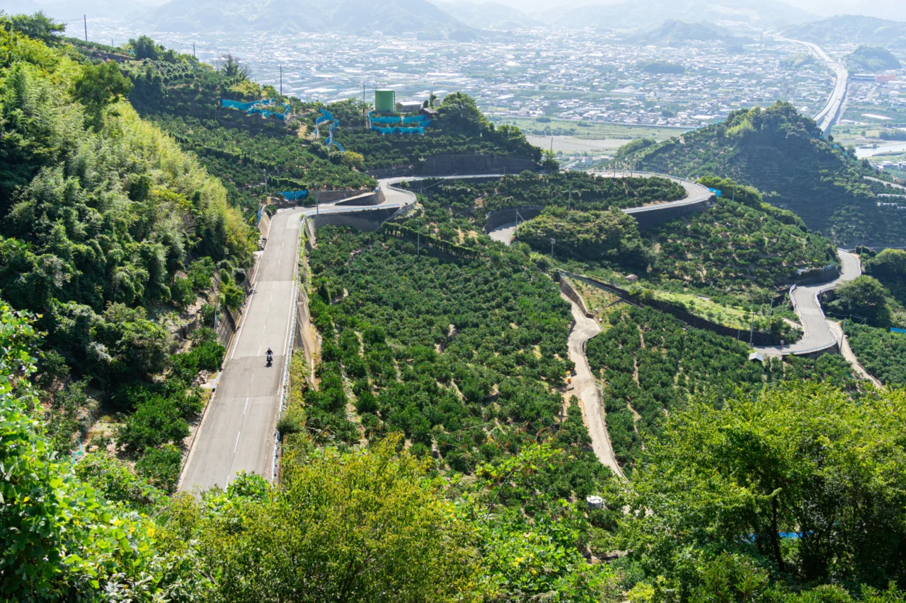 みかん畑を駆ける|みかんの丘