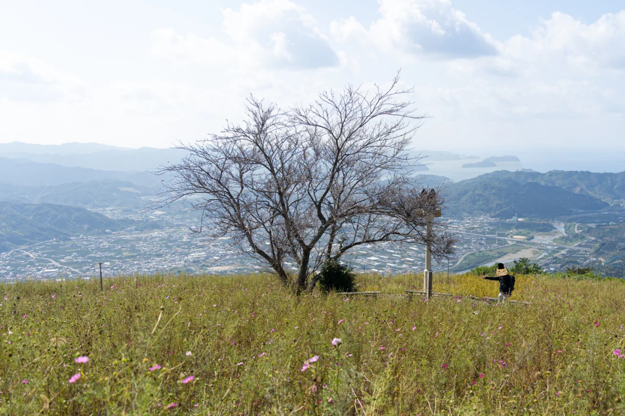 鷲ヶ峰コスモスパークの大パノラマ