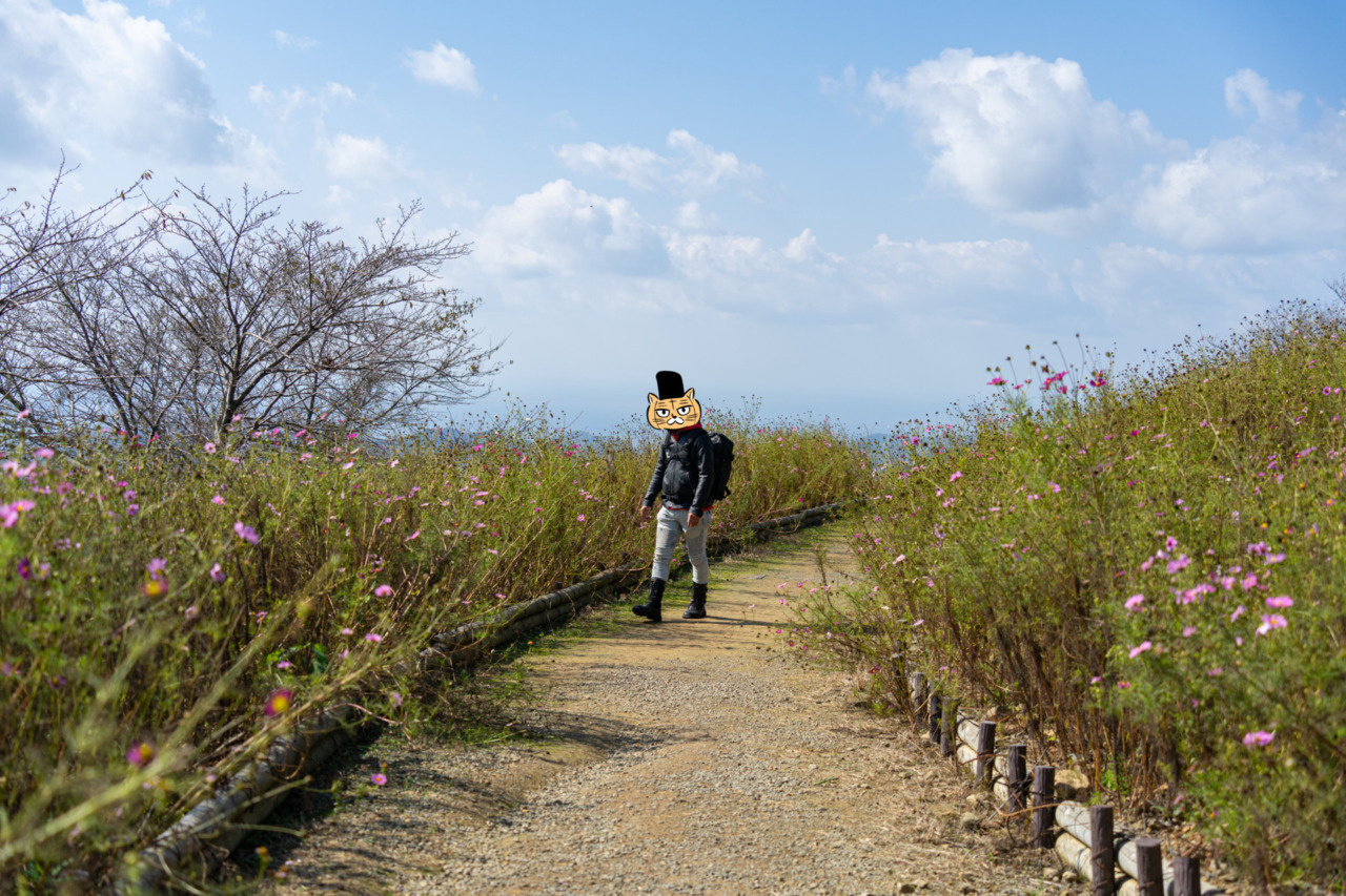 鷲ヶ峰コスモスパークの花畑