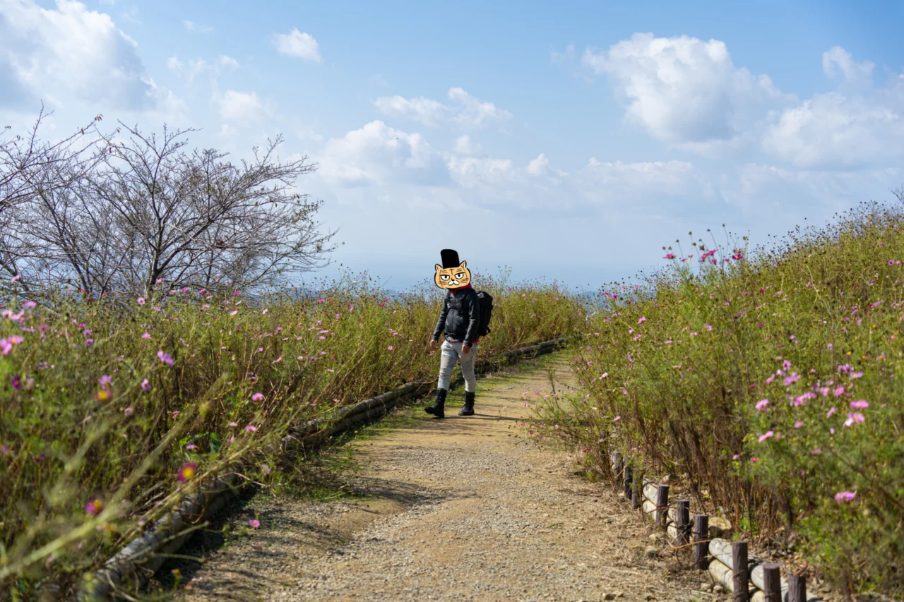 鷲ヶ峰コスモスパークの花畑