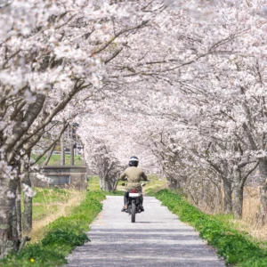 【2026年版】春ツーリング完全ガイド｜準備・服装・おすすめルートを旅ライダーが厳選