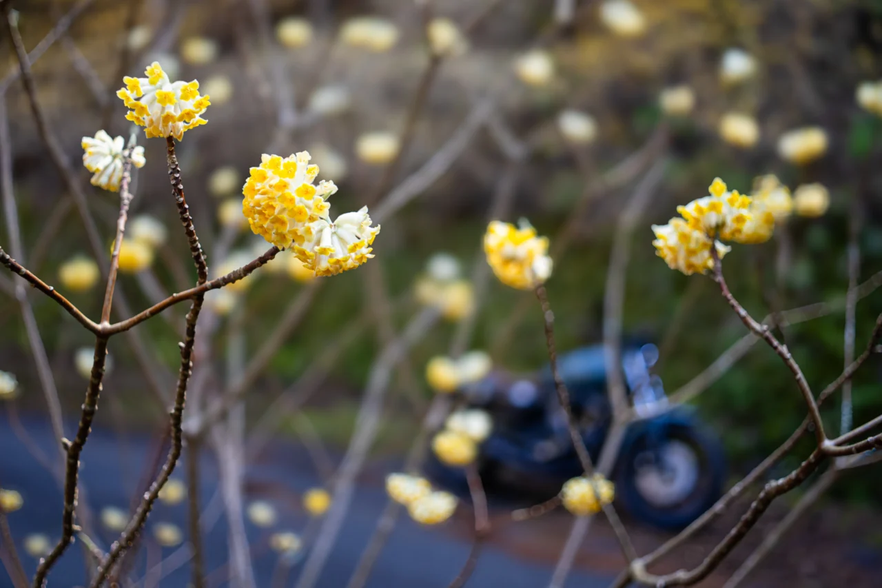 ミツマタ越しのスポーツスター
