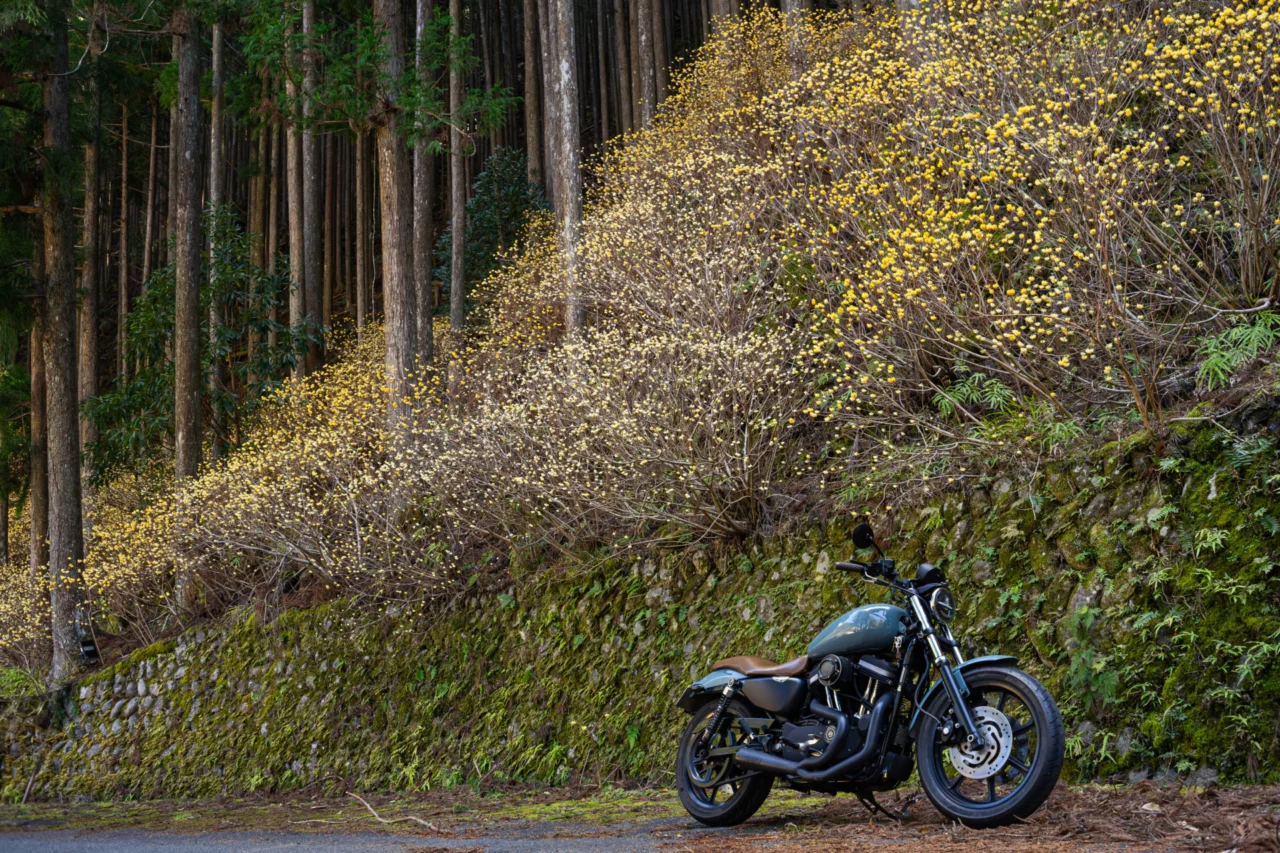13:20 ミツマタの群生地|たまたま見つけた、時間を忘れる景色